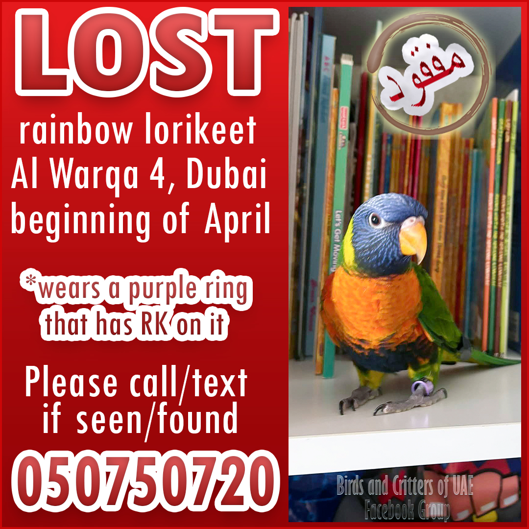 #lostparrot   #lostandfoundparrots #lostandfoundparrotsinuae #birdsandcrittersofuae #lostpets #lostpet  #lostpetsuae #lorikeet  #rainbowlorikeet #uae #dubai #dubaipets #dubaiparrots #uaepets #dubaipetlostandfound   #alwarqa #alwarqa4 #alwarqaa #alwarqaa4 #mirdif #mirdiff