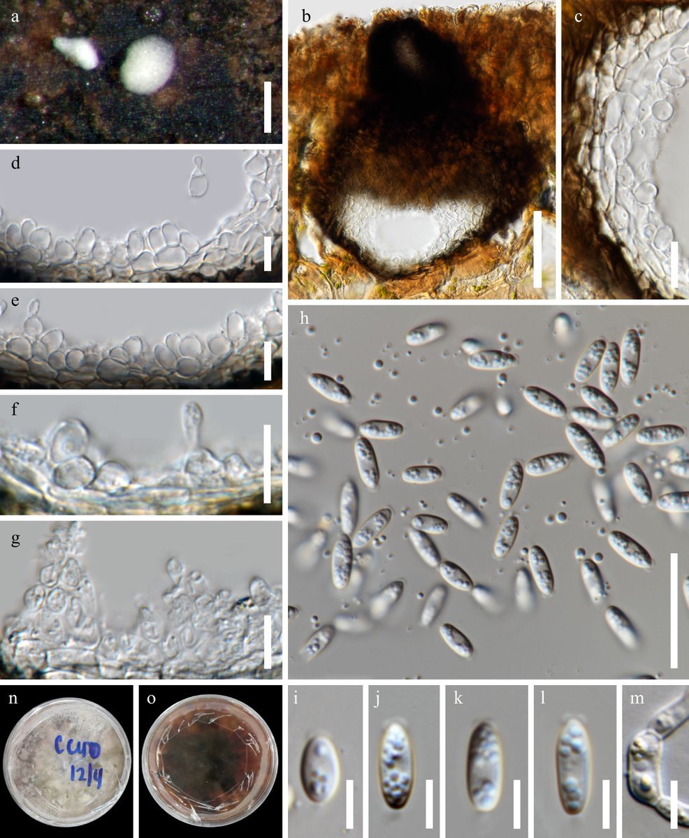 #SIF Discovery of new freshwater fungi in Thailand: Acrocalymma bilobatum sp. nov. & recollection of Acrocalymma aquatica. Morphology & phylogenetics revealed. @EcologicalAR #Fungi #Thailand Details: maxapress.com/article/doi/10…