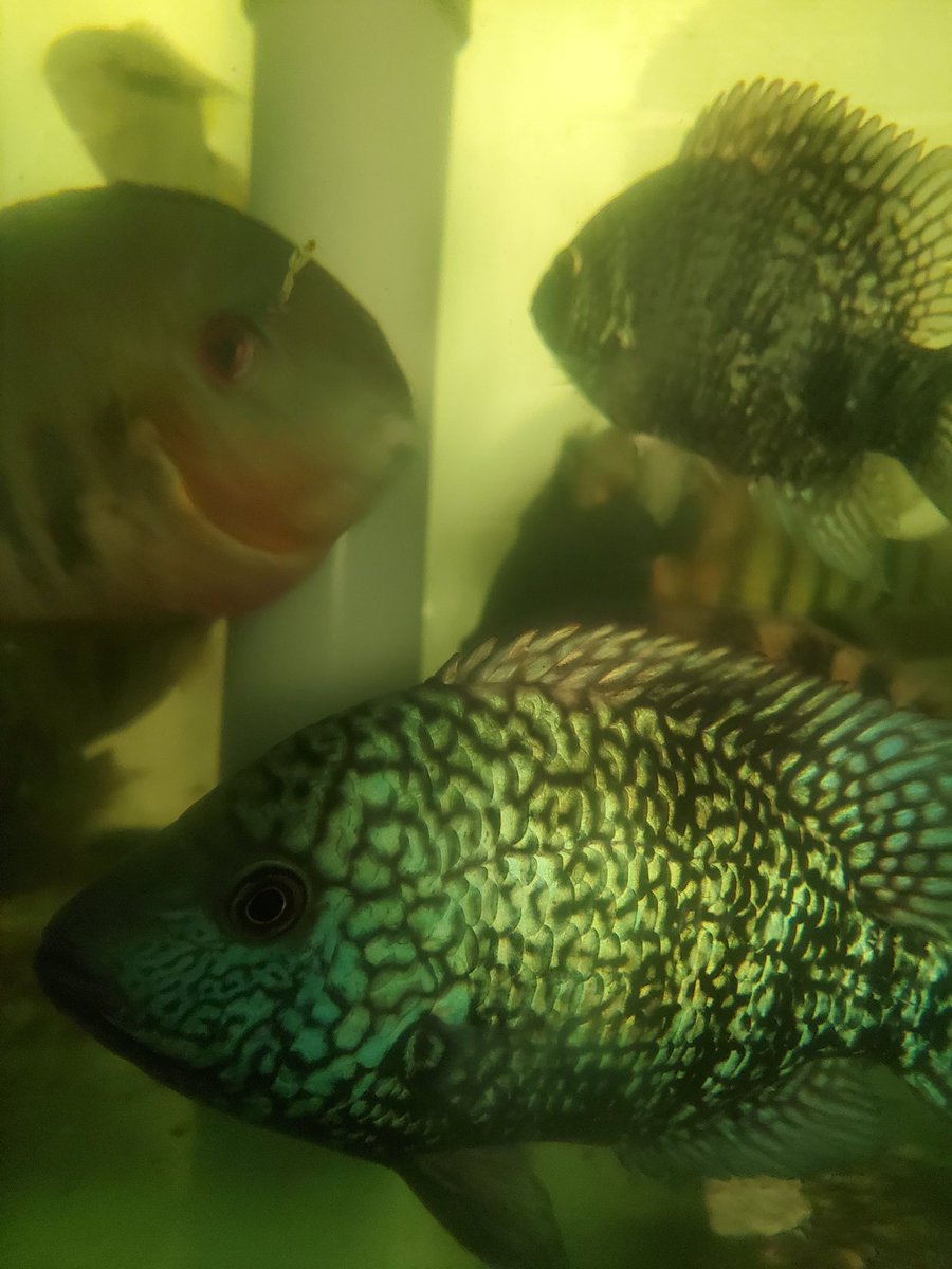 前に長崎からはるばるやってきたテキサス！10匹おるけどどれも個性的🎵
15cm越えてギラギラになってきました😊