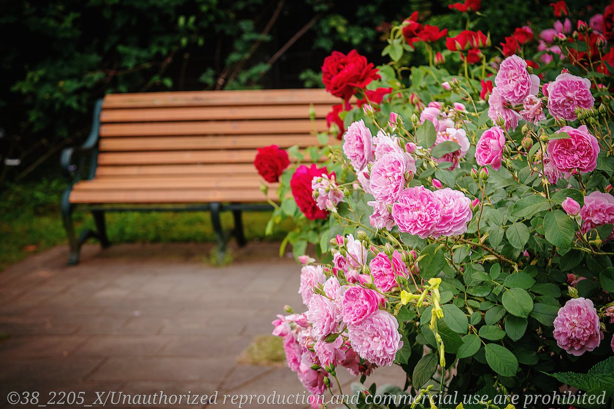 🌹港の見える丘公園🌹
📸:20240509

#ファインダー越しの私の世界 
#カメラ女子
#photography
#Nikon
#はなまっぷ
#TLを花でいっぱいにしよう
 #38photography