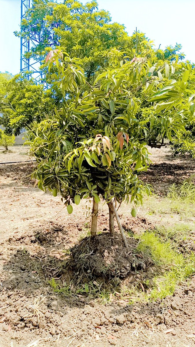 The 2 years Kesar Mango 🥭 tree Kesar Mango the upcoming king of Mangoes