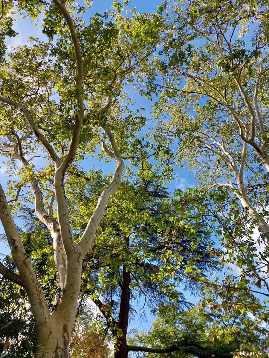 'Vale mucho más olvidar y sonreír que recordar y entristecerce'. Christina Georgina Rossetti #SaturdayVibes #SaturdayMotivation #quotes #quoteoftheday #NaturePhotography #trees #TreeClub #treepeople #photography #fotografía #StormHour #ThePhotoHour #hacerfotos