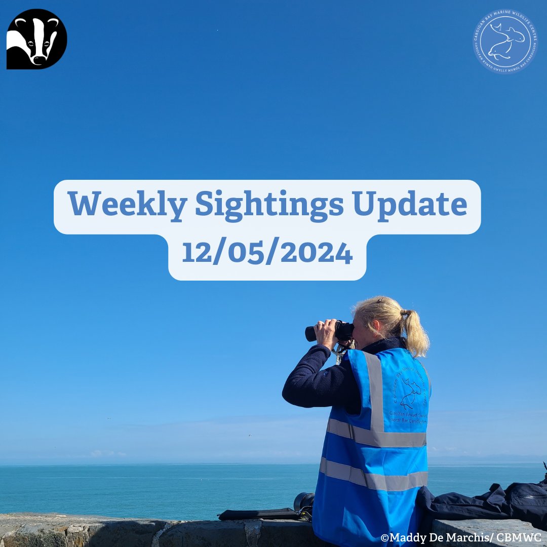 👀 Weekly Sightings Update 🌊

🧑‍🤝‍🧑 This week our #MarineConservation volunteers have carried out 33 #DolphinWatch surveys 📝 Bottlenose dolphins were spotted throughout the week 🐬 and the sun also made a regular appearance! 🌞

@WTSWW @WTWales