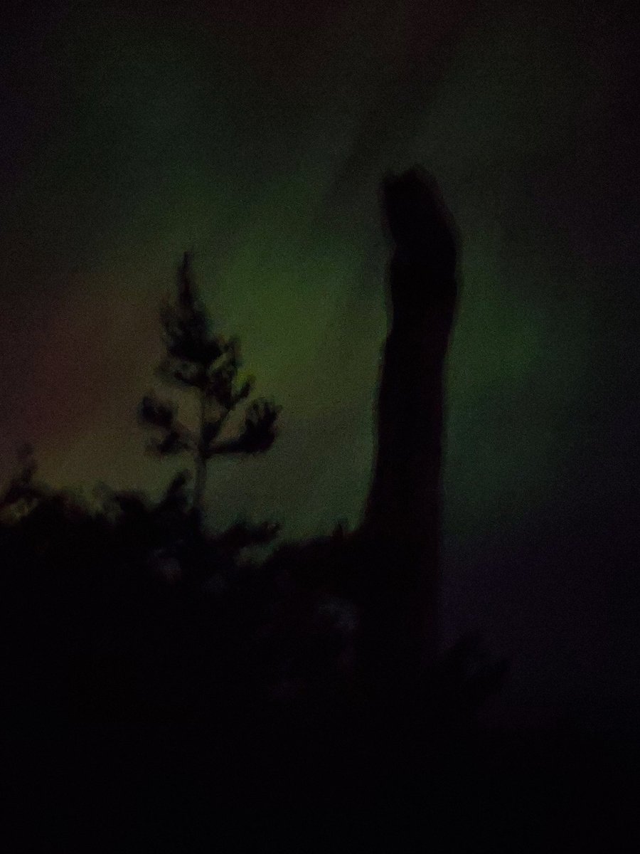 Spencer Carson tweet media