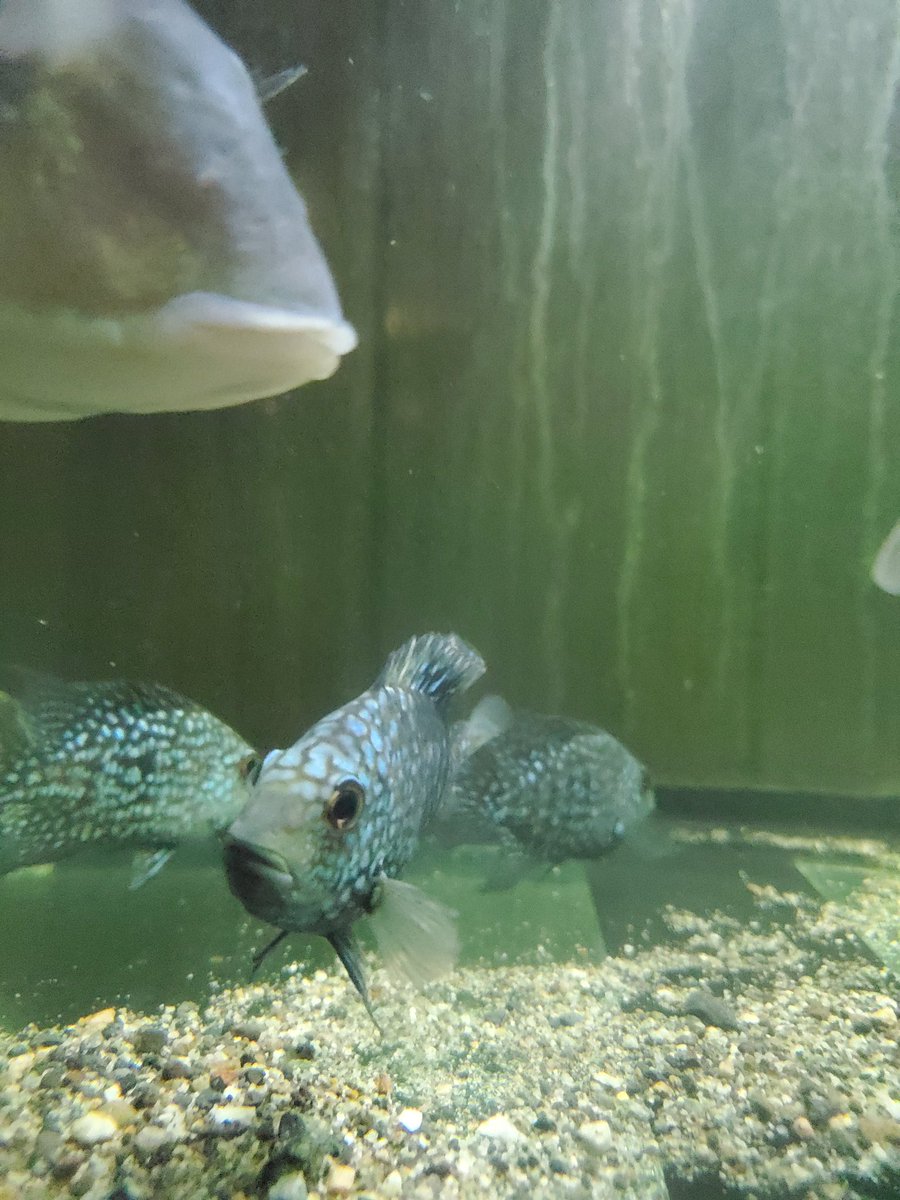 今日りょう君とこからやって来ました。
野性的でかなり良い❤️
カーピンテ最高‼️