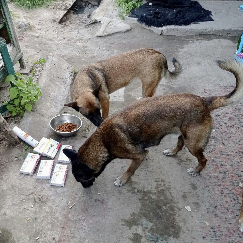 807th day of full-scale war: 🚐 Purchased pet food for feeding animals during evacuations for a total of $633 🐈‍⬛ Sent veterinary drugs for Hanna Mezhybovska’s wards in Zaporizhzhia region 🐕 Sent 171 kg of food aid for animals in Buryn, Sumy region Thank you for supporting our…