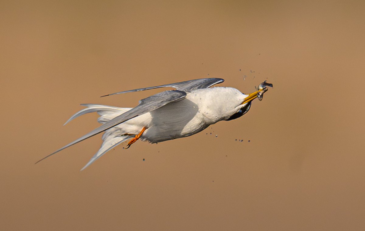 Great to see my favourite tern species, the Little tern, back at Forvie National Nature Reserve Aberdeenshire. This one has just caught a wee fishie & twists as it does
#naturelovers #naturelover #NatureGoneWild #TwitterNatureCommunity #TwitterNaturePhotography #BirdsSeenIn2024