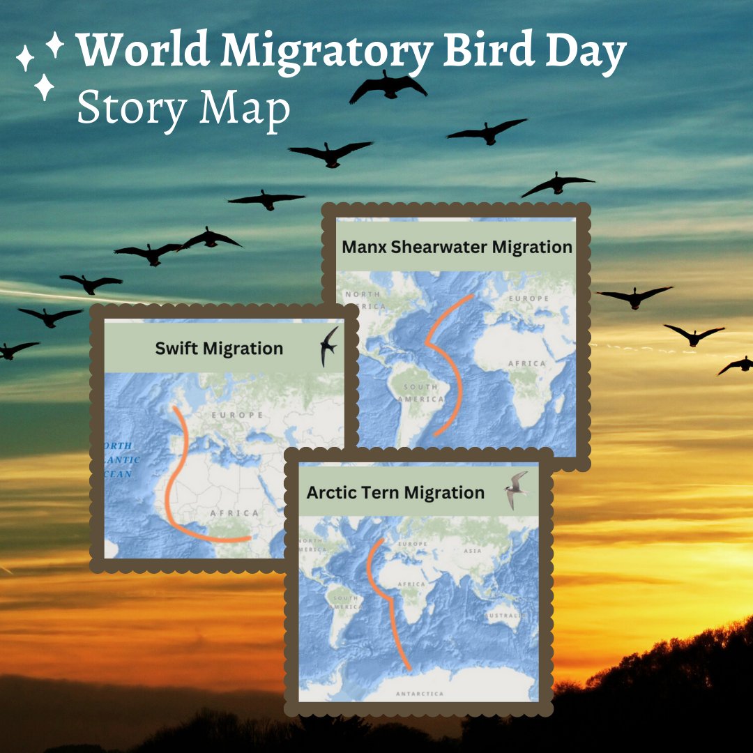 We are pleased to share this #WorldMigratoryBirdDay StoryMap. Explore migration routes of some common species returning to Ireland for the summer nesting season. #BirdWatch #HabitatConservation 🐦‍⬛ esri.social/z8o050RC9qp
