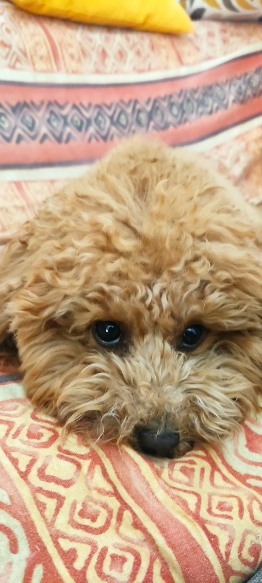 Manudaprato's tweet image. Voglia di andare in moto tanta...ma come si fa con un cucciolo che ti guarda così🥰 #Mojito #labruna