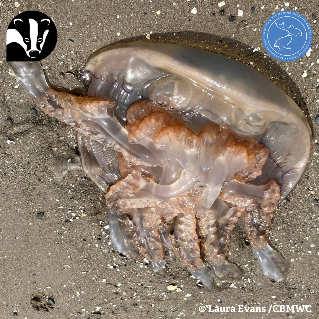 #MarineMonday 🌊   

Barrel jellyfish are 95% water and feed entirely on plankton 🍮🐟 These jellies can grow to the size of a dustbin lid 🗑️ and are the favourite food of the leatherback turtle 🐢

@WTSWW @WTWales