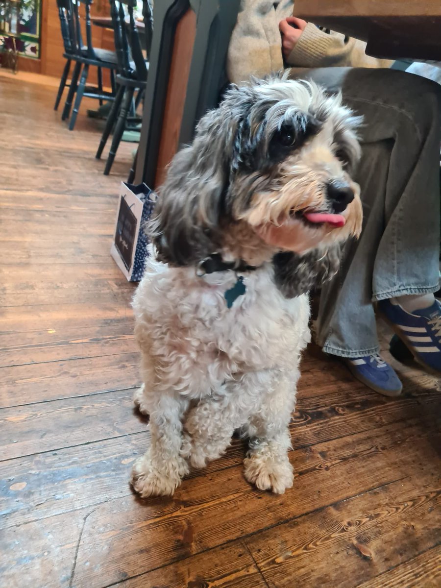 🐶🐩🐕 DOG OF THE DAY 🐕🐩🐶

Clyde! It was Clyde’s first visit to The Pub and he absolutely loved the doggy treat box at the end of the bar. 🦴 🐾 😍

#dogoftheday #dogfriendly