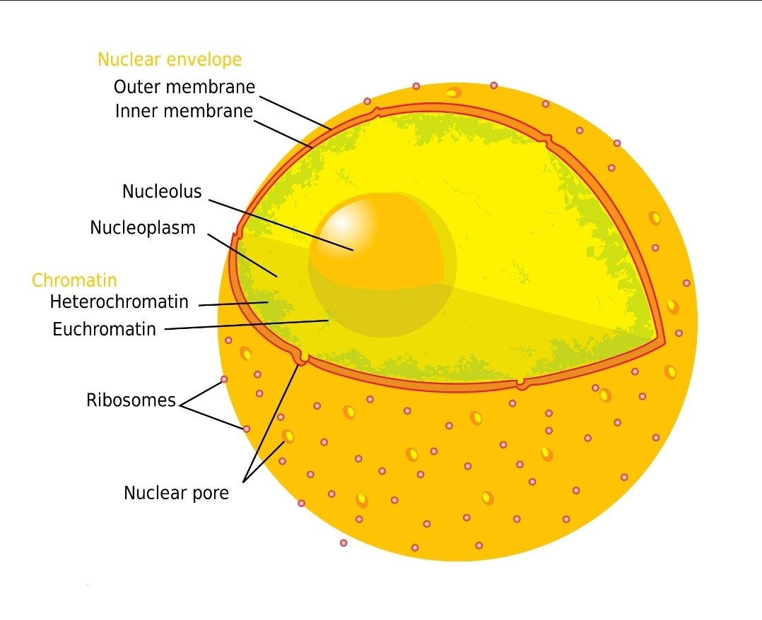 Boruto as nucleus