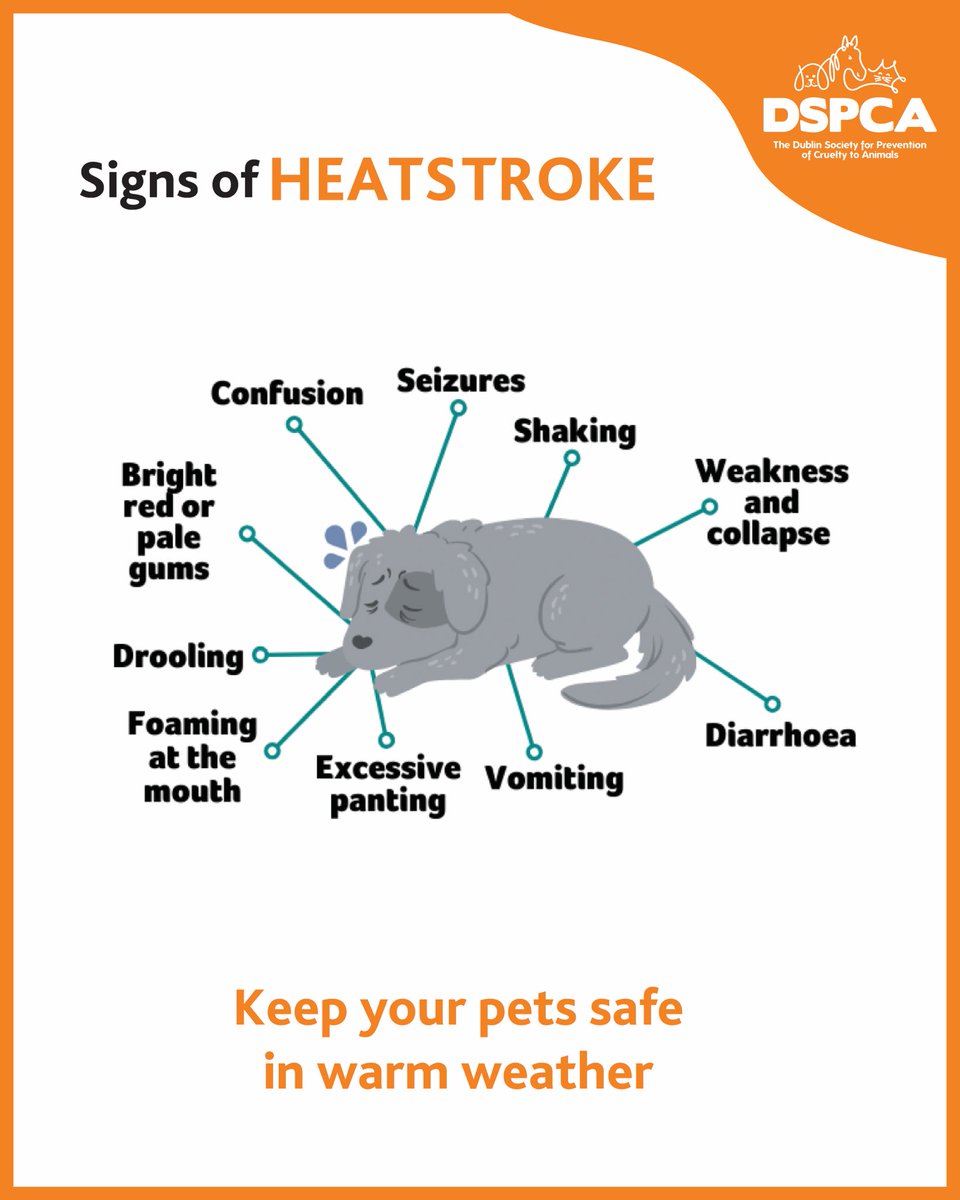 Keep your pets safe in warm weather ☀️ #sun #pets #dspca #Weather