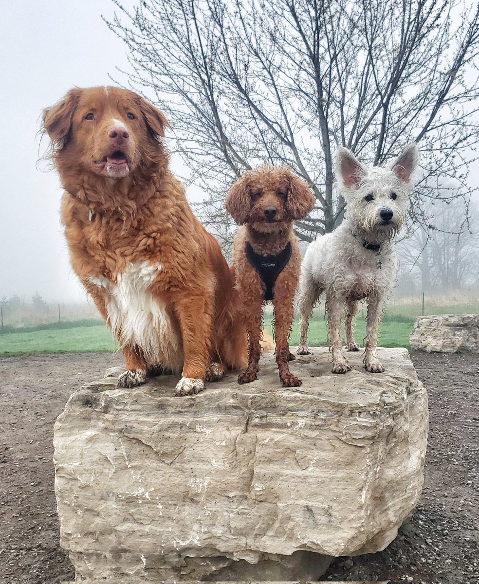 The pups were mixing up their poses this week! ❤🐾😁🐶🐕❤🐾 #posingpups #weekendvibes #happydogs #walkinthedoginwhitby #walkinthedog