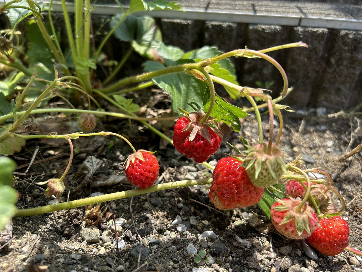 一昨年、庭の片隅にイチゴ🍓を地植えしてました。
それ以来　一切　手入れもせず、放置💦

小ぶりだったり形は悪いけど、意外と育つのですね✨
無農薬！無肥料！
生命力が凄い！