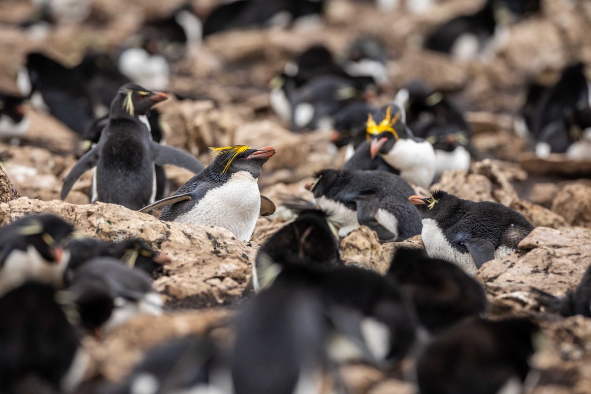 Macaroni Penguin イワトビのコロニーにいるマカロニペンギン フォークランドはマカロニの数が少なく、イワトビのコロニーに巣を作ることが多い。 ２種の交配によるミックスペンギンが生まれることもあるが、判別はなかなか難しい (フォークランド諸島 撮影) #ペンギン #マカロニペンギン #penguin