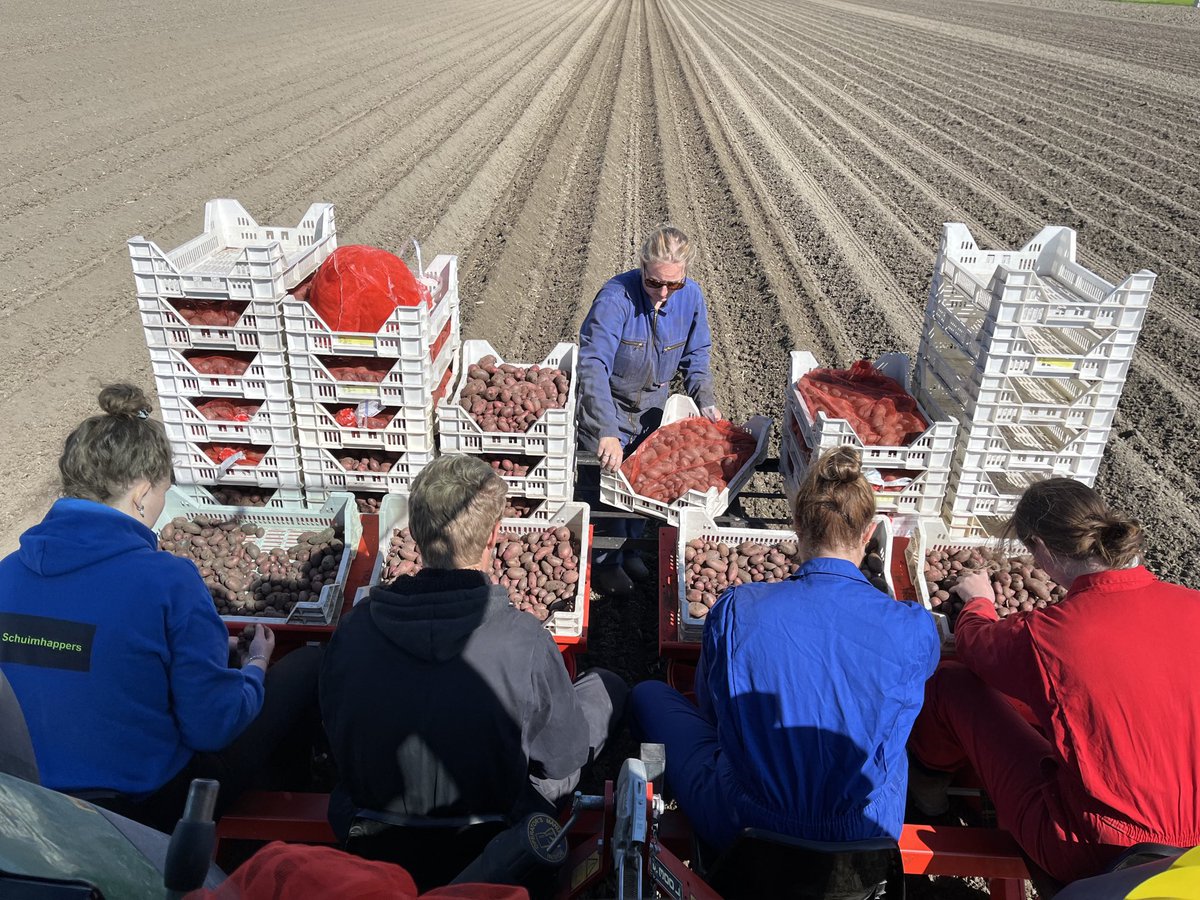 Met een jong team vandaag 140.000 miniknollen poten, onder mooie omstandigheden op Het Hogeland, Groningen