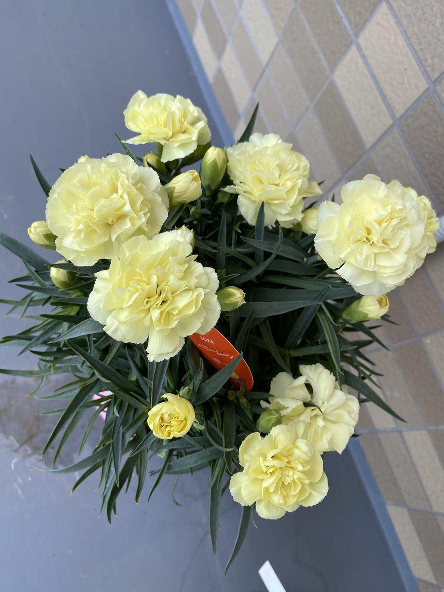 明日は母の日ですが、1日早く可愛いお花が届きました🌼
私が黄色の薔薇ピースを育て始めたのを知ってか、今年は鉢植えの黄色いカーネーションです
大切に育てたいと思います
ありがとう😊

#MothersDay #flowerlovers #nobukoshimizu #flowerpainting