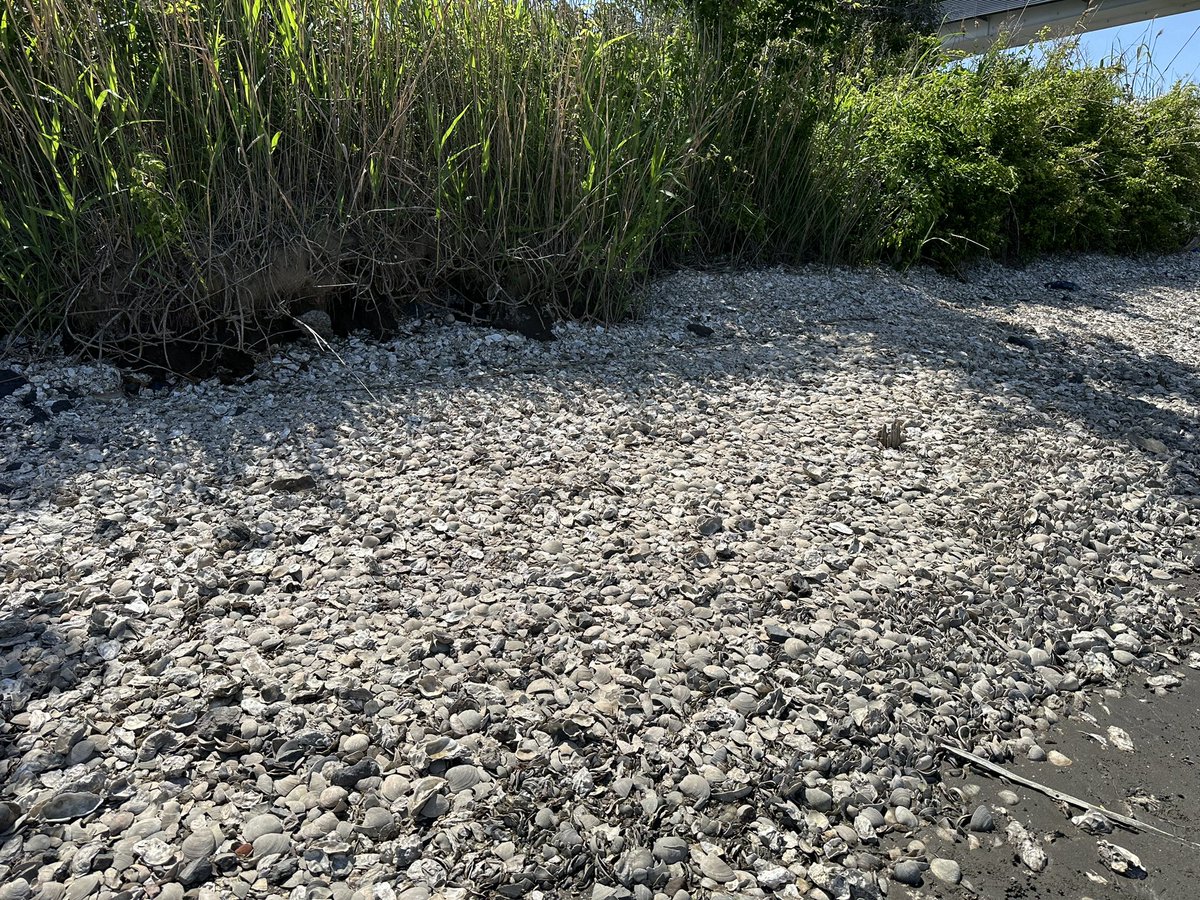 中国人による牡蠣殻の不法投棄が長年発生している千葉県市川市江戸川を、本日もパトロールしました。 昨日に続き中国人による不法投棄は確認されませんでした。確実に去年の活動の成果が出ています。 川で牡蠣殻を捨てると怖い人がやって来るという話が、中国人コミュニティーで広がっている様です。