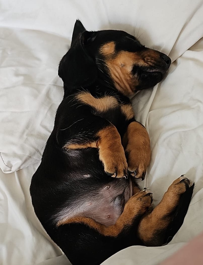 Saturday morning lie in for Richie the Dachshund