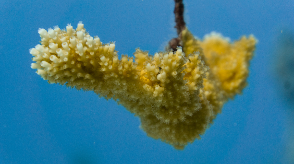 #CoralCloseup Acropora palmata, a foundational species for Caribbean reefs. Its unique branching morphology helps protect coastlines from erosion. Vital for biodiversity, its structure provides shelter for myriad marine species. Witness nature's own engineer at work #ReefBuilders