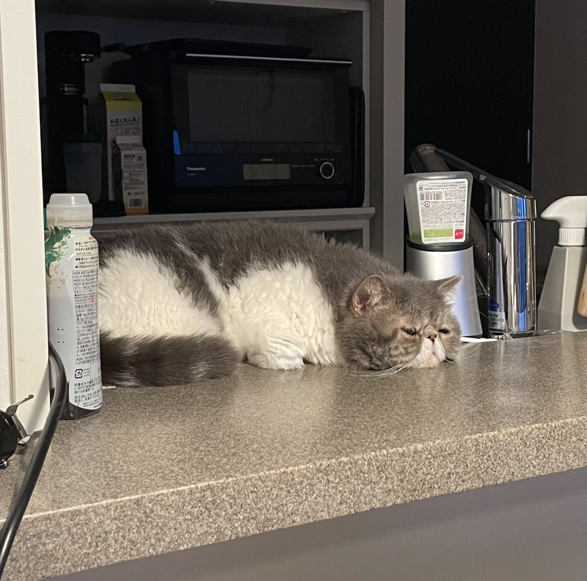 shigeyumomo's tweet photo. momotaro「I'm a cat cooling off in the kitchen!」 = 「キッチンで涼むだよ!」
・
・
#kitchen #kitchencat #coolingcat #cat #catlife #catlove #meow #exoticshorthair #exoticshorthaircat #exoticcat #涼む猫 #猫 #キッチン猫 #キッチン #キッチンで涼む猫 #エキゾチックショートヘア https://t.co/Se6o19fzuA