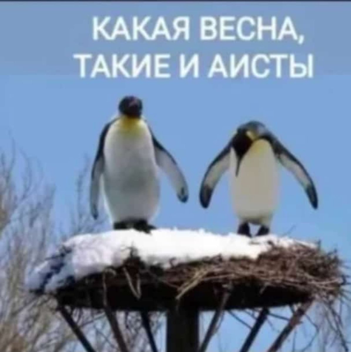 А к нам аисты прилетели!🥶😆☀️