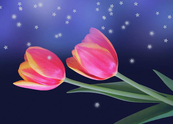 Two of my wonderful red and yellow tulips added with a blue background and stars. Wonderful, inspirational #wallart. Great on home decor, pouch and greeting cards. Sold as: Blanket, Greeting cards, Pouch, Bag, Facemasks (3), towel fineartamerica.com/featured/tulip…