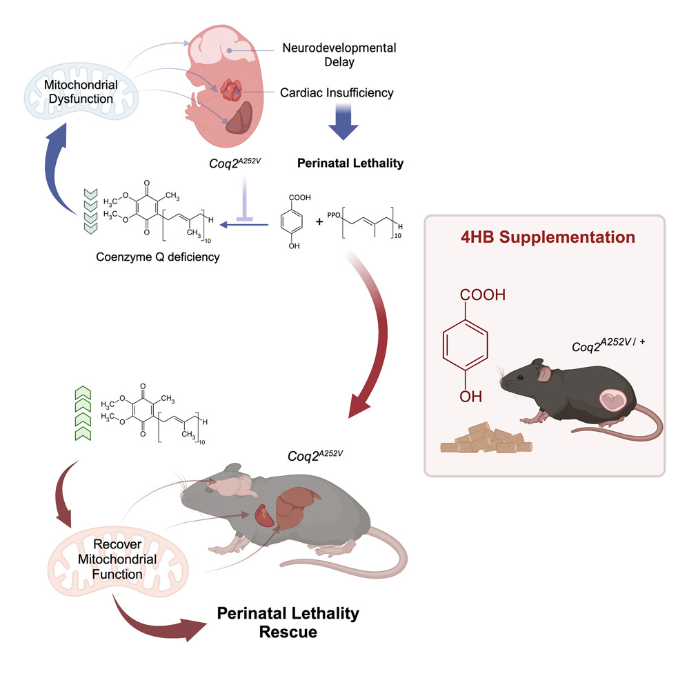 4-Hydroxybenzoic acid rescues multisystemic disease and perinatal lethality in a mouse model of #mitochondrial #raredisease
@CellReports @CanalUGR
cell.com/cell-reports/f…