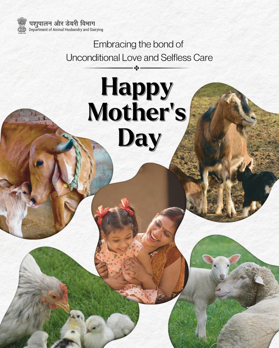 From the comforting embrace of a mother to the nurturing love of a mother, affection transcends all boundaries. DAH&D wishes every soul a joyful Mother's Day that embodies the essence of care and compassion! #mothersday2024 #livestockcare #animalhusbandry