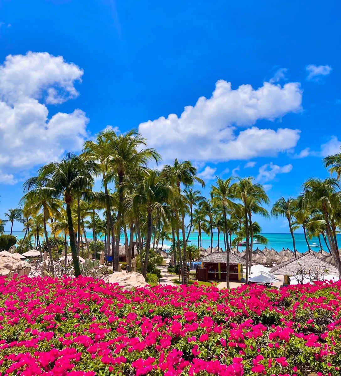 Daytime dreams and sun-kissed scenes🏖️☀️
•
•
•
#HyattRegencyAruba #HyattRegency #adventures #sunnyday #hotelview #paradisefound