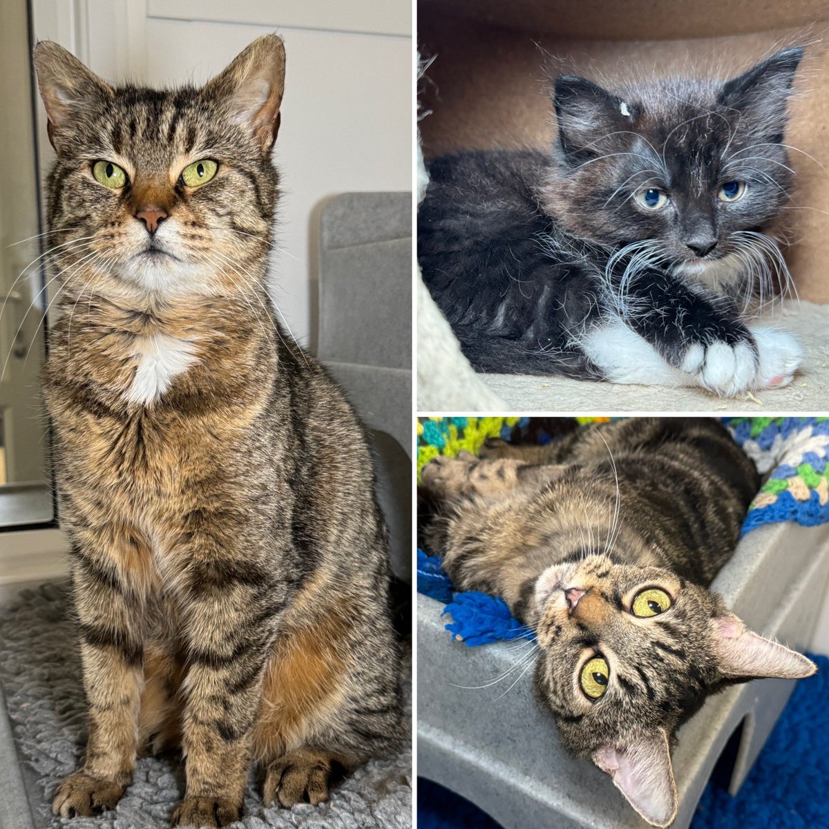 Happy #Caturday all 😽 If you’re thinking of adopting a cat or kitten, please follow the link to find out who is ready and waiting bit.ly/44psUzy 🐾 Pictured below Mr Binx, Rolo, Ozzy, Stella, Richard and Ronnie 💜 #CatsOnX #CatsOnTwitter #AdoptDontShop