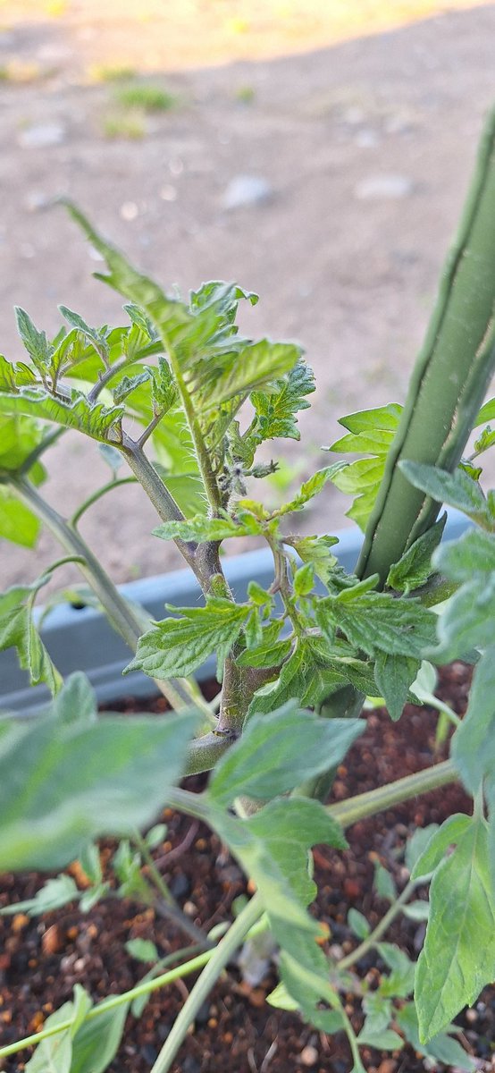 thespaoshi's tweet photo. 数日後の様子🍅
他の方のツイートで蕾を見つけたとか、花が咲きましたとか見たのに私のまだ何もない…🥺って落ち込んでいたらありました(笑)しかも2つ❗
あるのに気づけていないだけでした😅
#thespa
#thespafarm
#ザスパファーム
#ザスパトマト🍅 https://t.co/M17GkgX9VK