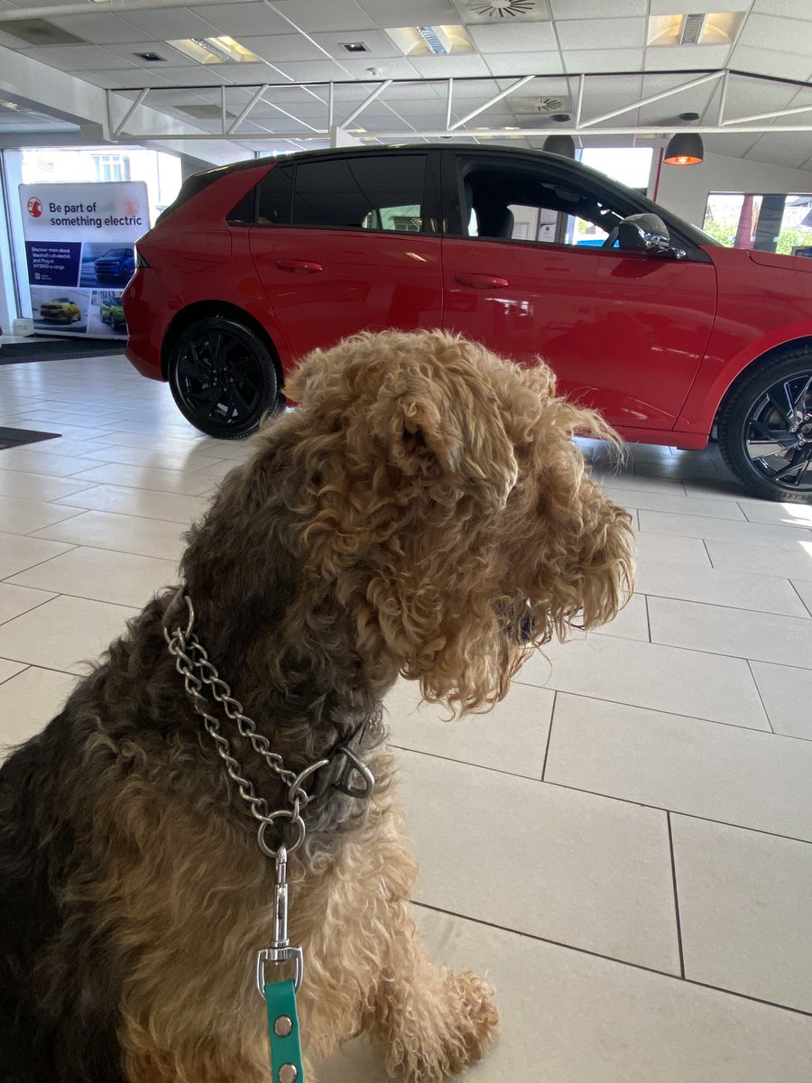 Mumsie and hoodad took me car shopping today to see if I will fit into the boot. The people @VauxhallPR had never seen an Airedale but were so kind when I inspected cars and their show room