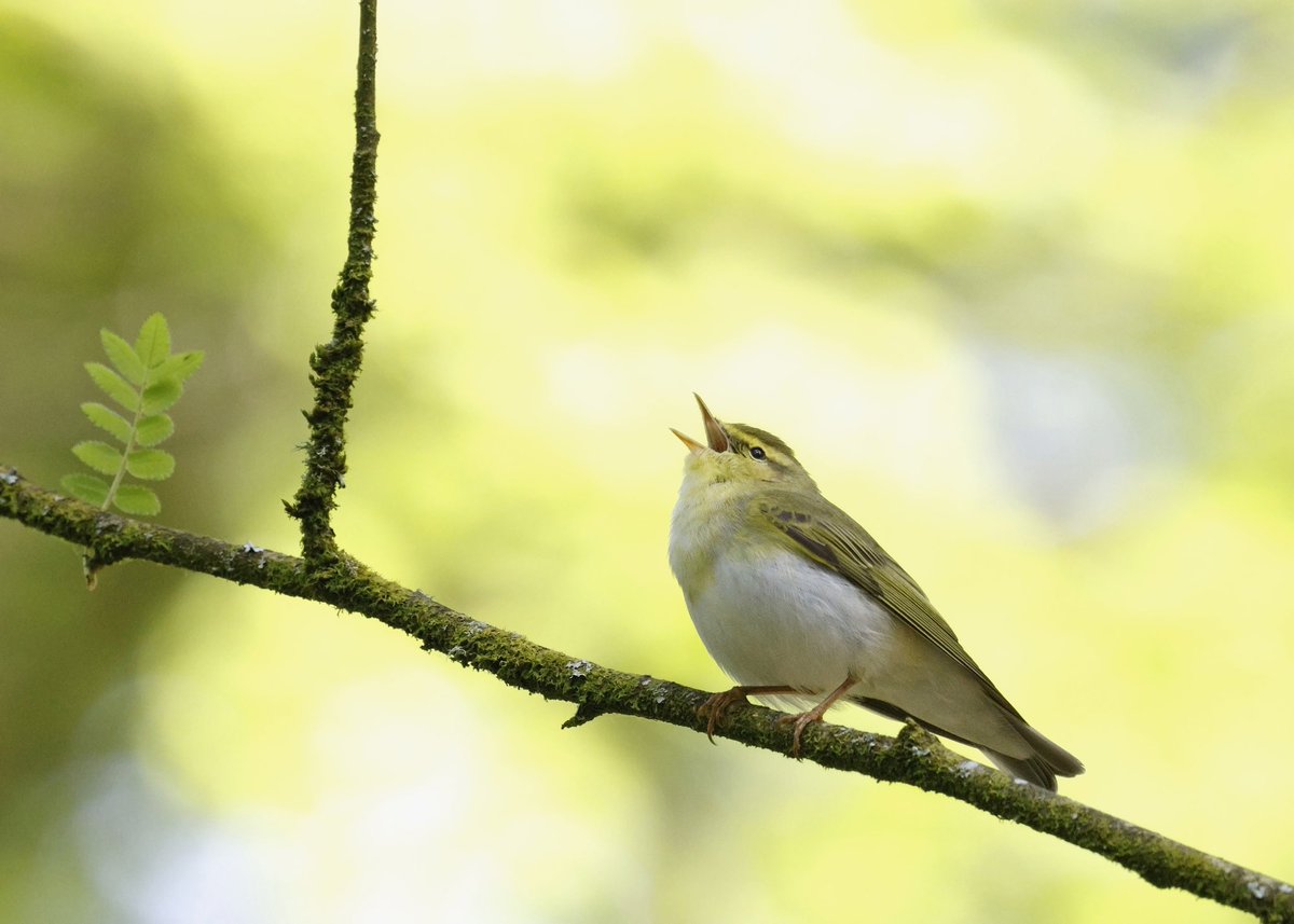 Wood Warbler 🎶 🎶 Wonderful morning had with this bird. Canon r7 / 100-500mm / 1.4x 📷 At times struggled to ‘lock on’ in the dappled light, so manual focus used also .. impressed. Overall pleasantly pleased 😎 #WymingBrook @WildSheffield @WildlifeTrusts 09 May 2024