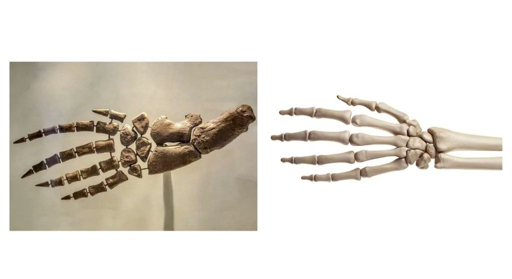 A dolphin's fin vs Human hand