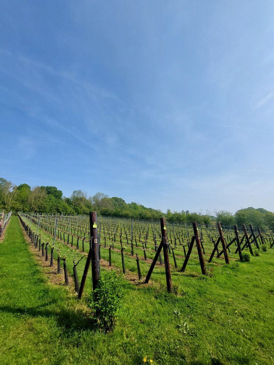 Today Saturday 11 May, Wildwood Vineyard has its own Super Saturday. First a visit by the local Rock Choir for a tour and tasting and sing. Then this evening we will be at the Uncorked event at Calverley Park presenting a tasting to 120 people!