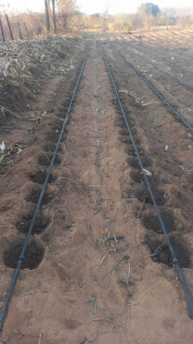 Transforming pepper farming with sustainable practices!

Drip irrigation systems deliver water directly to the roots, conserving water and optimizing crop growth.

Let's embrace eco-friendly solutions for a greener future! #SustainableFarming #DripIrrigation #PepperFarming