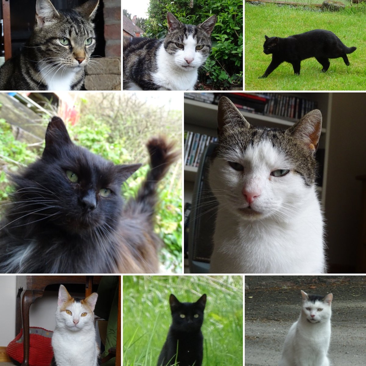 All the cats on Caturday 😺 #cat #cats #catlover #catlife #catlovers #caturday #caturdaycuties #caturday365 #caturdaymorning #cats_of_world #felines #felinefriends #furry #furryfriends #slinkymalinki #furryfandom