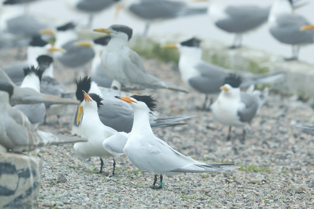 A new round of breeding projects for the elusive Chinese crested tern has started on #Ningbo's Zhongtiedun Islet. After 13 years of conservation efforts, it is now the world's largest breeding site for the bird. #SummerinNingbo #WorldMigratoryBirdDay @GreenCN2030