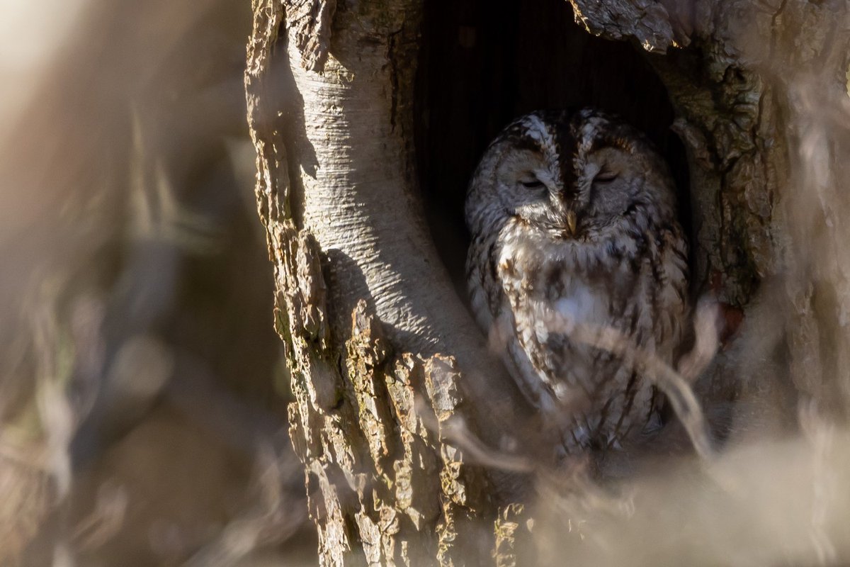 Enjoy a snoozing owl this Sunday morning... Did you know that Tawny Owls have asymmetrical ears? This unique adaptation helps them pinpoint their prey with great accuracy, even in complete darkness 🦉👂 📸 Lindsay Kirk #NatureFacts