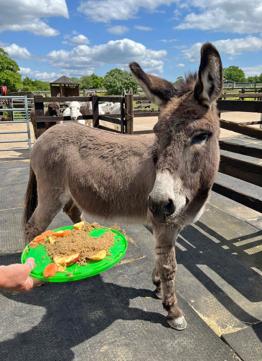 Retired Adoption Star Del Boy is celebrating his 22nd birthday! As an older boy, he no longer has a big party but that doesn't mean he misses out on tasty birthday snacks! But be quick Del - some of your long eared pals have spotted the treats too! 😆😋 redwings.org.uk/visit/ada-cole