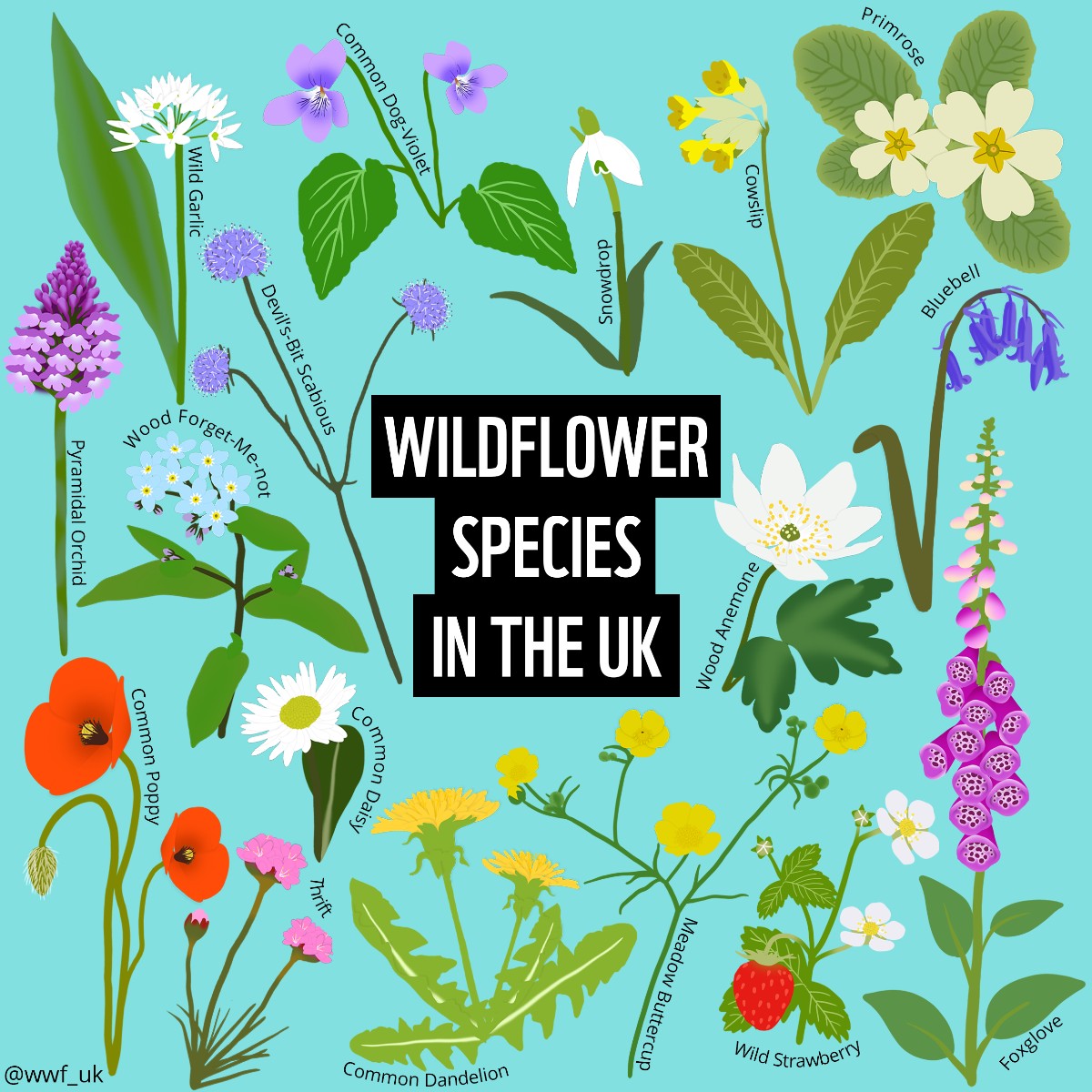 Just some of the incredible species of UK wildflowers you could see, if you let it grow this #NoMowMay. 🌸🌱