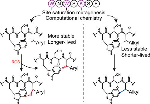 Darobactin Substrate Engineering and Computation Show Radical Stability Governs Ether versus C–C Bond Formation

@J_A_C_S #Chemistry #Chemed #Science #TechnologyNews #news #technology #AcademicTwitter #ResearchPapers

pubs.acs.org/doi/10.1021/ja…