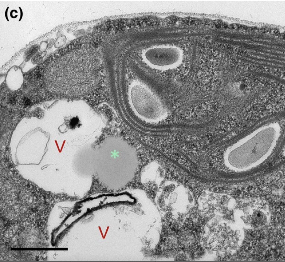 Thrilled to see our new paper published in @NewPhyt ! We describe #lipophagy #autophagy in the new extremophilic microalga Chlamydomonas urium, isolated from the source of the Tinto river (Nerva, Spain). doi.org/10.1111/nph.19…