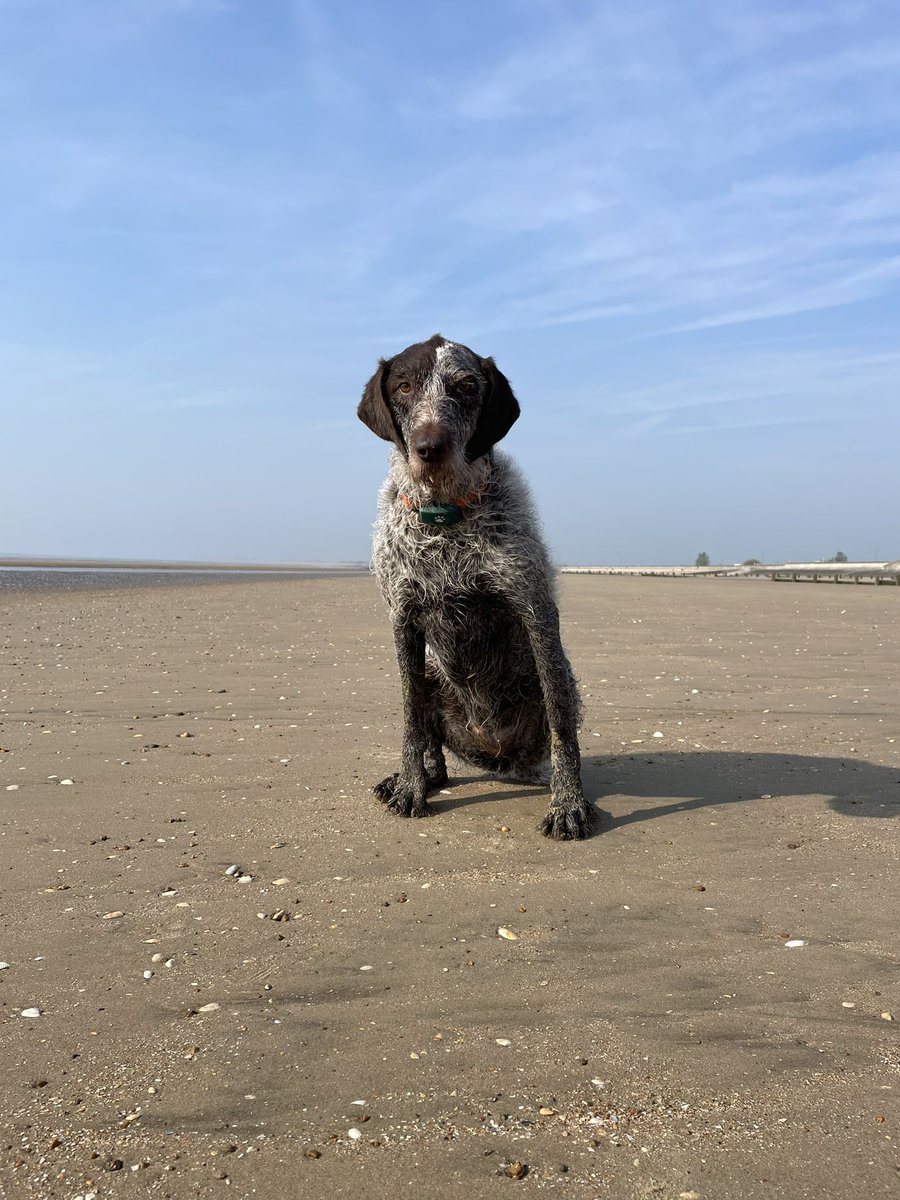 Out before it gets too warm #beach #beachdog #empty #dogfriendly #adventure #ourdoors #sun #sand #fun #weekend #dog #vitaminsea #seastheday #dogsofinstagram #dogsoftwitter