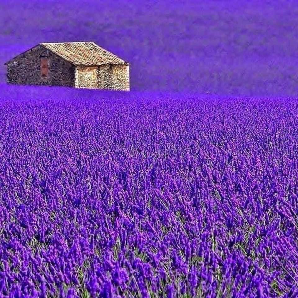 Purple rain. 📷 Gabriele Corno