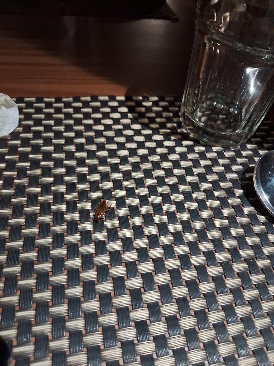 justa_retweeter's tweet photo. @PinkLemonadeIn This was there in our table in the restaurant #27culinarystreet chennai. Manager said this is normal, other table also has them. Plus we found not one but more than two cockroaches roaming around our table . https://t.co/siBwRdrbTb