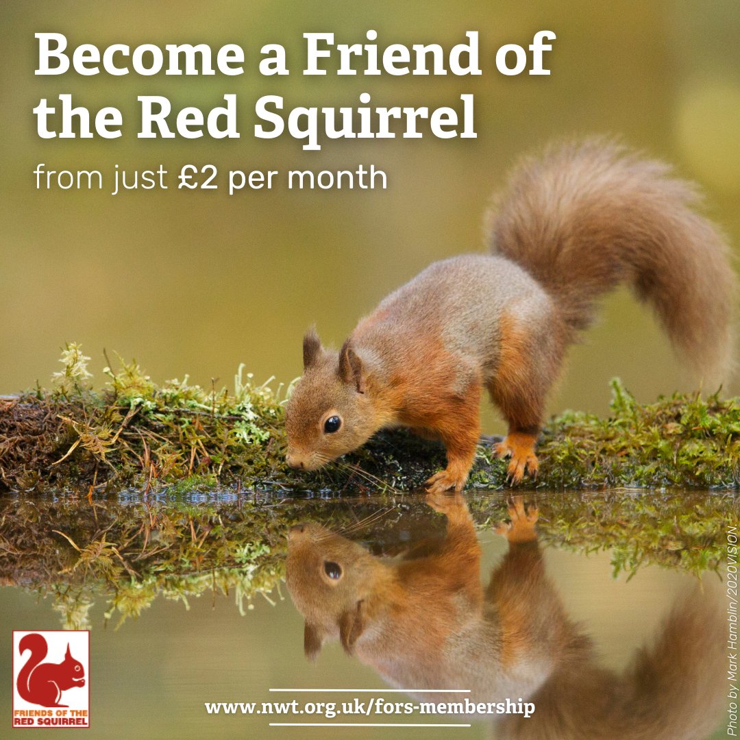 RSNE is the lead organisation working to protect red squirrels in the northern counties of England, where reds can still be found in the wild. Support their work with a FORS membership from just £2 per month at rsne.org/friends-of-red…