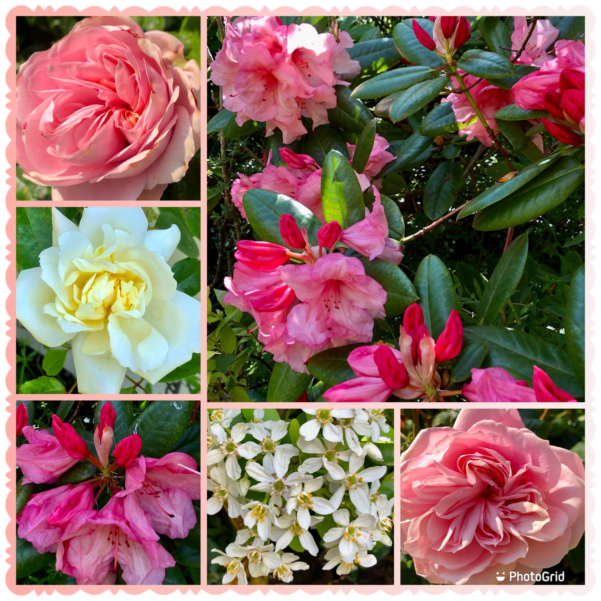 A sunny start 🌞#SixOnSaturday #SaturdayVibes #Roses #Rhododendron #Choisya #Flowers #MyGarden